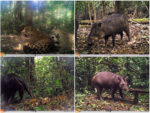 Graphical abstract for the article “Efecto de los regímenes de manejo en la ocupación de mamíferos en un corredor de conservación en el sudeste de la Amazonia peruana” (Mena et al., 2021)