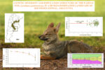 Graphical abstract for the article “Genetic diversity and population structure of the Pampas fox, Lycalopex gymnocercus, in a human-dominated landscape of southern Espinal, Argentina” (Pizzano et al., 2021)