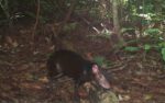 Graphical abstract for the article “Relative abundance of a geographically isolated population of red-rumped agouti (Dasyprocta leporina): a first assessment for Trinidad” (Ganpat et al., 2021)