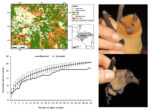 Graphical abstract for the article “Composition, sex ratio and reproductive phenology of a bat assemblage fom a fragmented landscape in the Honduran highlands” (van Dort et al., 2022)