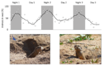 Graphical abstract for the article “Daily activity patterns in free-living tuco-tucos (Rodentia: Ctenomyidae) from Anillaco, La Rioja province, Argentina” (Amaya et al., 2022)