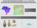 Graphical abstract for the article “Craniomandibular morphological variability in Tayassu pecari (Link, 1795) (Artiodactyla, Tayassuidae) from the Xingu-Tapajós interfluve, Pará State, Brazil” (Pampolha Gomes et al., 2022)