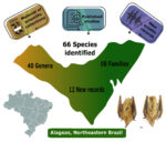 Graphical abstract for the article “Bats from Alagoas state, northeastern Brazil: updated checklist based on literature, collections, and acoustic records” (Silva Barbosa Leal et al., 2022)