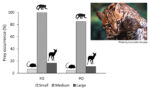 Graphical abstract for the article “Food habits of the ocelot (Leopardus pardalis) in a lowland Atlantic Forest of southeastern Brazil” (dos Santos et al., 2022)