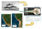 Graphical abstract for the article “Distribution of short and long-beaked common dolphin morphs (Delphinus spp.) based on skull’s rostrum index analysis along the Peruvian and Chilean coast” (Santillán et al., 2023)