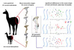 Graphical abstract for the article “Ontogenia y dimorfismo sexual en la pelvis del guanaco: una evaluación morfogeométrica” (L'Heureux et al., 2023)