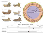 Graphical abstract for the article “Variação do dimorfismo sexual do tamanho da mandíbula em primatas (Catarrhini, Platyrrhini e Strepsirrhini)” (Borges de Melo et al., 2023)