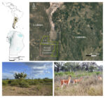 Graphical abstract for the article “Estado de conservación de la última población de guanacos chaqueños de Argentina: un abordaje transdisciplinar” (Barri et al., 2023)