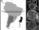 Graphical abstract for the article “Sigmodontinae rodents (Muroidea: Cricetidae) as hosts of Cestoda from Argentina” (Guerreiro Martins et al., 2024)
