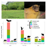 Graphical abstract for the article “Rickettsia spp. seroprevalence in wild mammals from Arauca, Orinoquia region of Colombia” (Velásquez-Guarín et al., 2024)