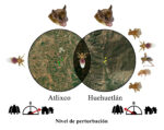 Graphical abstract for the article “Efecto de la fragmentación sobre la diversidad de murciélagos (Chiroptera) y estréblidos (Diptera: Streblidae) y redes de interacción en Puebla, México” (Tlapaya-Romero et al., 2024)
