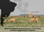 Graphical abstract for the article “Marsh deer (Blastocerus dichotomus) as a new host for Leptospira borgpetersenii in Argentina” (Orozco et al., 2024)