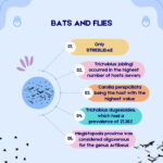 Graphical abstract for the article “Association between bats (Mammalia: Chiroptera) and bat flies (Streblidae, Hippoboscoidea) from urban fragments of Amazon” (Bernardi Vieira et al., 2024)