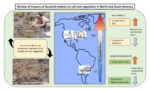 Graphical abstract for the article “Review of impacts of fossorial rodents on soil and vegetation in North and South America” (Acebal-Ghiorzi et al., 2024)