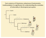 Graphical abstract for the article “Foot anatomy of Chaetomys subspinosus (Caviomorpha, Erethizontidae): its significance for understanding the evolution of arboreality in neotropical porcupines” (Candela & García Esponda, 2024)