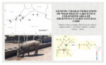 Graphical abstract for the article “Genetic characterization of wild pigs in a recently colonized area of Argentina's agricultural core” (Y.A. Gloazzo Gimenez et al., 2024)