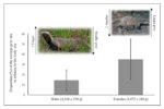 Graphical abstract for the article “ Eating like a girl: sex differences in the diet of the lesser grison (Galictis cuja) in southern Brazil” (B.M. Rodrigues et al., 2024)