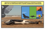 Graphical abstract for the article “Registros de varamientos de mamíferos marinos en la provincia de Buenos Aires, 2010–2022: implicancias para la gestión, conservación e investigación” (Rosenthal et al., 2024)