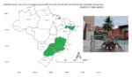 Graphical abstract for the article “Small mammals in urban areas in Brazil, a systematic review” (Zeppelini & Awoniyi, 2024)